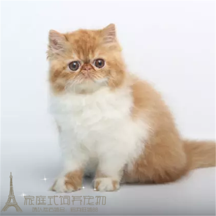 出售猫咪宠物小猫咪异短加菲猫活体幼猫虎斑纯种加菲异国短毛猫p