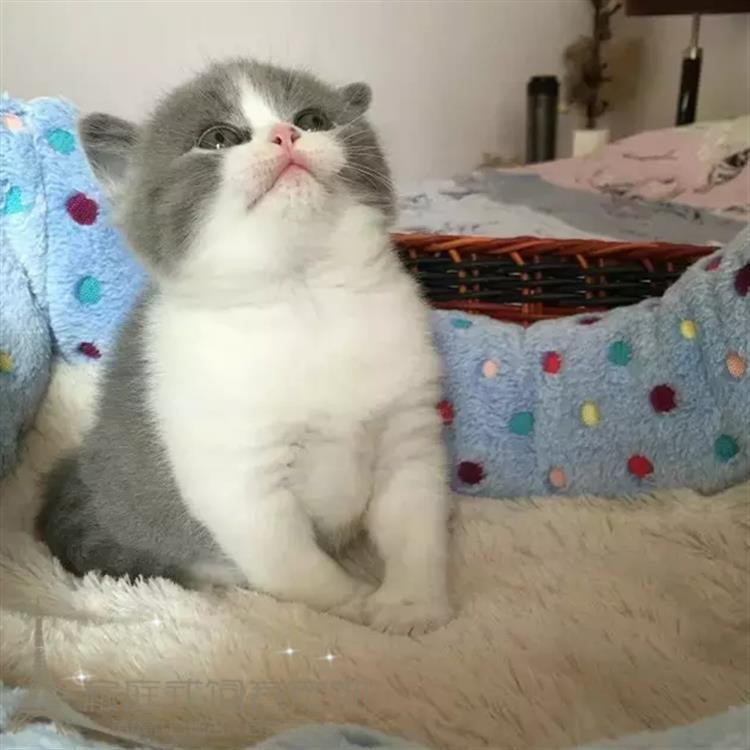 纯种英国短毛猫 活体幼猫 家养纯种宠物猫英短蓝白正八字脸幼猫g