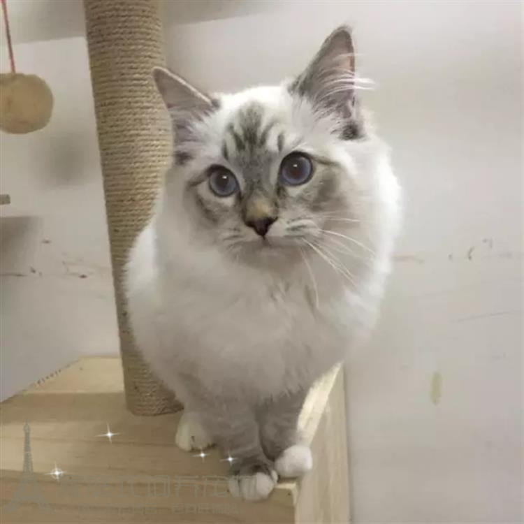 美国活体纯种海豹双色出售布偶猫