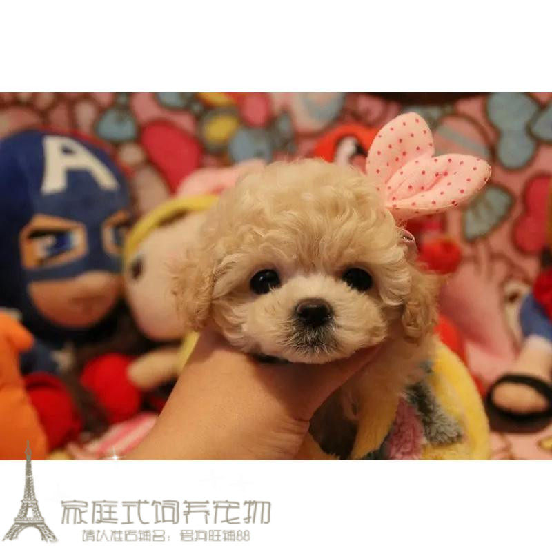 奶油色泰迪狗狗玩具体泰迪犬纯种贵宾犬家养泰迪小狗活体幼犬p