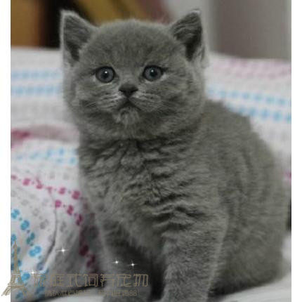 出售蓝猫活体纯种幼猫英短活体英国短毛猫蓝猫宠物猫咪活体p