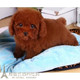 赛级红泰迪幼犬茶杯长不大 泰迪狗玩具型迷你赛级灰色贵宾65p