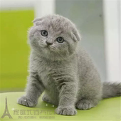 出售宠物幼猫活体纯种英国短毛猫英短蓝猫纯蓝小猫包子脸折耳猫p