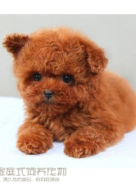 赛级红泰迪幼犬茶杯长不大的泰迪狗玩具型迷你赛级灰色贵宾17p