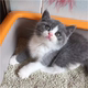 英短蓝白蓝猫活体幼猫纯种英国短毛猫小猫公猫活体纯种宠物猫p