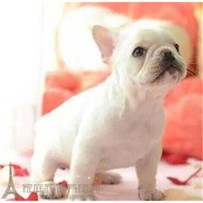 纯种活体法国斗牛犬法斗法牛活体赛级幼犬宠物狗狗出售2pp