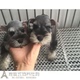 纯种雪纳瑞幼犬迷你雪纳瑞犬黑银椒盐雪纳瑞老头狗宠物狗p