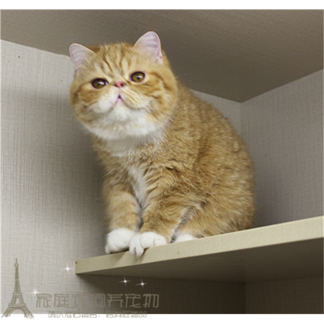 纯种活体红虎斑异国短毛猫