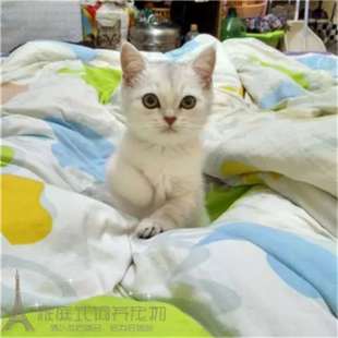 赛级繁育纯种猫英国短毛猫幼猫家养宠物猫英短银渐层幼猫活体w