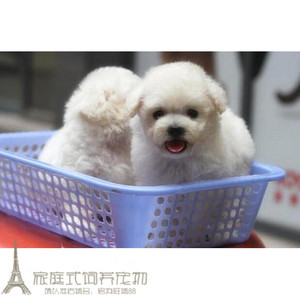 纯种活体法国卷毛比熊犬幼犬茶杯犬迷你型家养赛级幼狗比熊犬3g