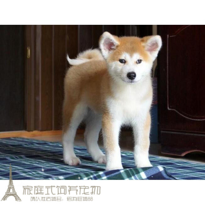 家养纯种赛级双血统日本秋田幼犬活体宠物狗狗血统纯正带证书p