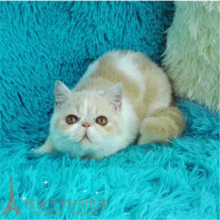 家养出售黄白净梵加菲猫宠物猫幼猫活体加菲异国短毛猫加菲纯种g