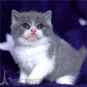 赛级出售英国短毛猫纯种猫英短蓝猫蓝白正八子脸幼猫宠物猫活体p