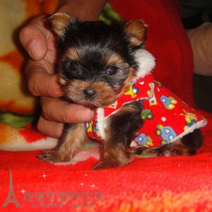 纯种小体型约克夏幼犬约克夏迷你茶杯金头银背约克夏犬g