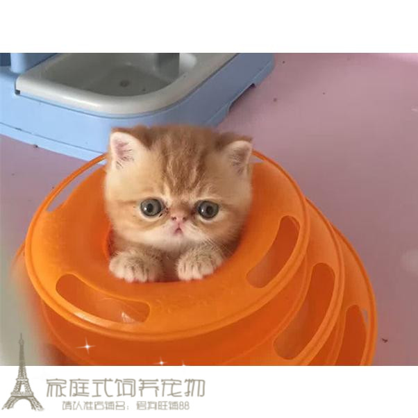 出售加菲猫宠物猫咪异国短毛猫家养纯种幼猫活体红虎斑加菲弟弟p