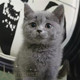 出售蓝猫宠物猫英国短毛猫英短蓝猫活体幼猫纯种蓝猫英国短毛猫p