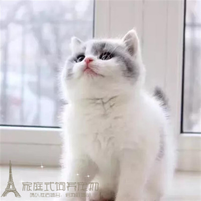 出售蓝白活体立耳英短猫