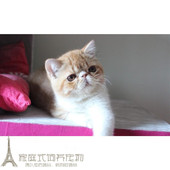 上海出售纯种异国短毛猫加菲猫家养活体幼猫宠物猫红虎斑加菲猫p