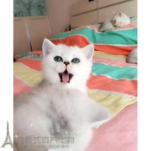 上海英国短毛猫英短银渐层立耳猫纯种家养活体幼猫宠物猫领养p