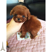 迷你熊宠物外国血统泰迪犬小体玩具茶杯贵宾狗狗幼犬活体p