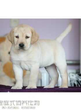 出售纯种拉布拉多幼犬