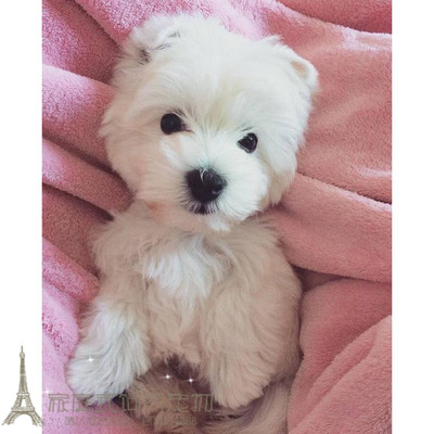 活体西高地白梗血统纯正幼犬