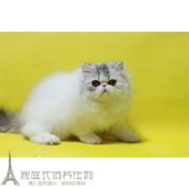 加菲猫宠物猫咪异国短毛猫家养纯种短毛幼猫活体长毛猫加菲幼猫p