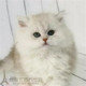 出售金吉拉幼猫长毛猫纯种家养长毛猫绿眼宠物猫活体猫血统纯正p