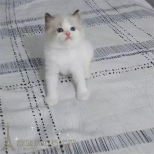 纯种布偶猫双色幼猫宠物猫活体双色布偶出售自家繁殖纯种布偶p