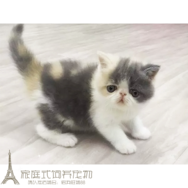 上海猫舍繁育加菲猫活体幼猫异国短毛猫家养纯种幼猫活体宠物猫g