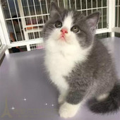 CFA猫舍繁殖英短蓝猫活体宠物猫咪纯种蓝猫幼崽幼猫蓝白八字脸p