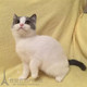 出售蓝猫宠物猫活体蓝白英短幼猫纯种英国短毛猫幼猫双色英短p