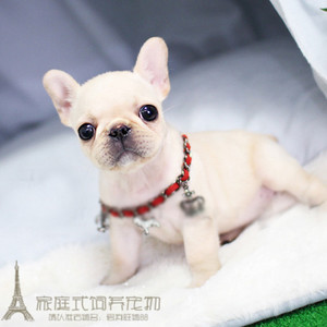 法斗纯种法国斗牛犬赛级法牛幼犬活体法斗法斗幼犬L007g