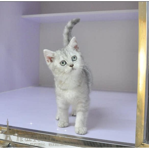出售家养纯种英国短毛猫立耳银渐层活体幼猫宠物猫猫咪包健康p