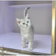 出售家养纯种英国短毛猫立耳银渐层活体幼猫宠物猫猫咪包健康p