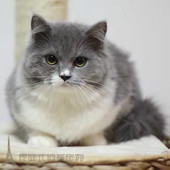 赛级繁育纯种英国短毛猫蓝白双色英短蓝白幼猫宠物猫咪活体p