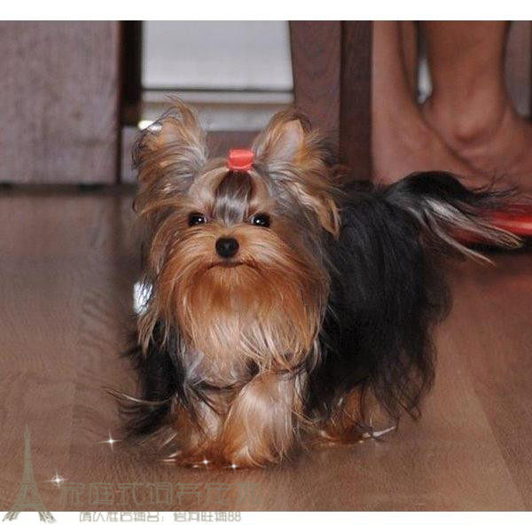 小型犬约克夏狗狗家养室内宠物小狗约克夏幼犬活体宠物狗玩赏犬p