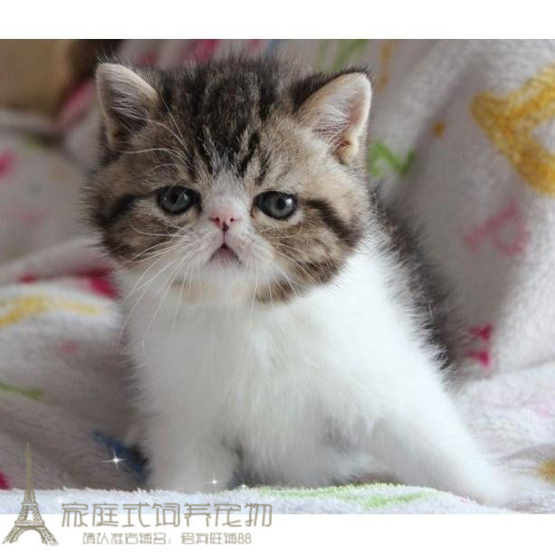 加菲猫异国短毛猫纯种猫宠物猫活体幼猫水滴眼包子脸活体弟弟g