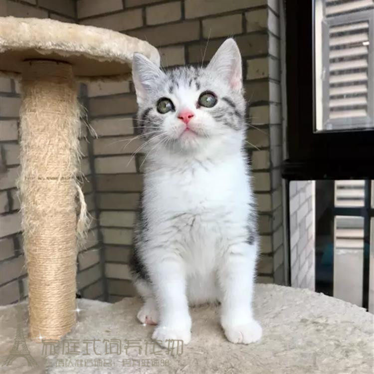 宠物活体小猫咪纯种美国短毛猫标斑虎斑美短加白立耳折耳幼猫p