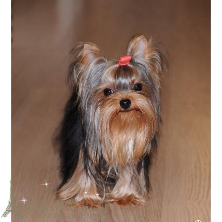 迷你金头银背约克夏犬幼犬活体观赏犬玩物钢蓝背茶杯犬宠物狗狗w