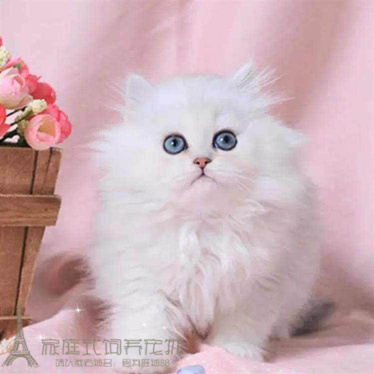 出售纯种健康金吉拉幼猫活体宠物猫 白色长毛猫 蓝眼睛小猫咪p