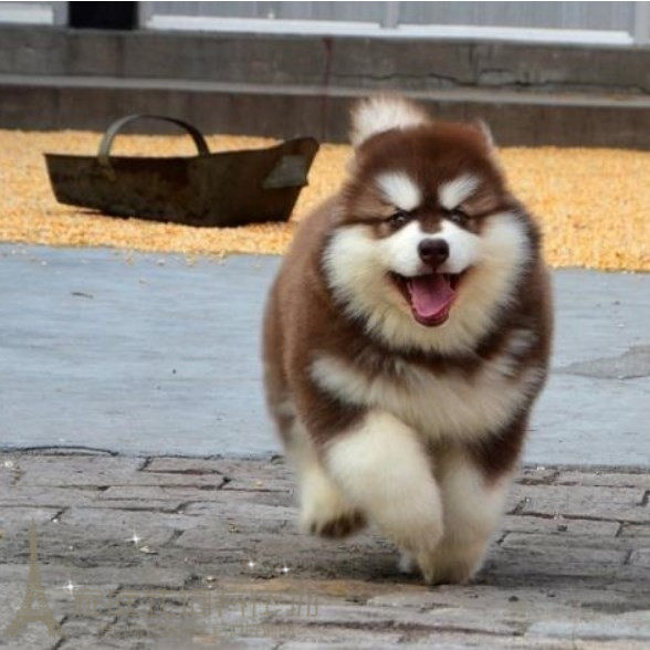 家养更健康更放心烟灰色阿拉斯加犬幼犬活体宠物狗纯种公母均有w