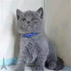蓝猫 活体幼猫宠物猫 立耳短毛猫p 加白英国短毛猫 纯种英短蓝猫