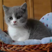 英短蓝猫蓝白猫活体纯种活体宠物猫加白幼猫正八字包子脸p