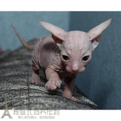 赛级纯种无毛猫活体斯芬克斯无毛猫巴比诺无毛猫幼猫宠物猫咪p