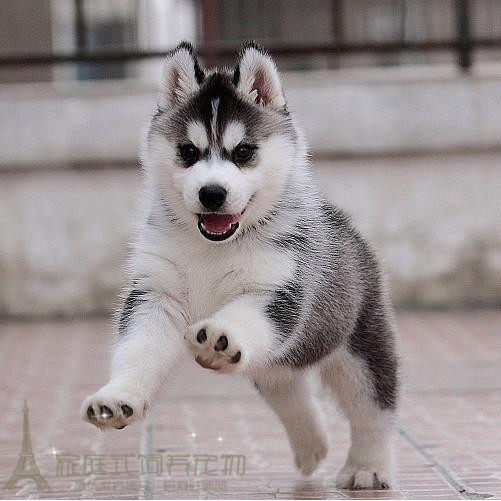 出售赛级哈士奇纯种幼犬活体三火蓝眼西伯利亚雪橇犬狗狗骨量壮p