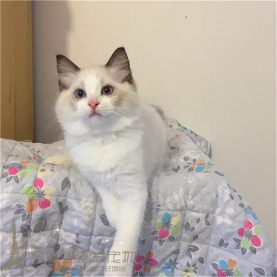 纯种布偶猫活体蓝双海豹色布偶猫幼猫宠物猫小猫蓝眼布偶猫崽p
