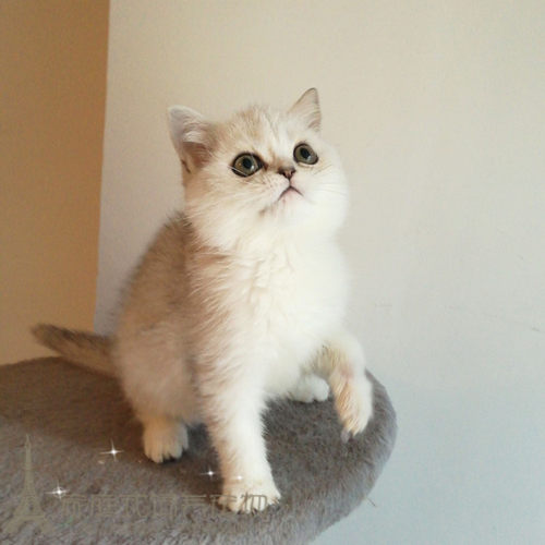 英短银渐层绿眼 英国短毛猫幼猫咪活体宠物猫纯种家养健康p - 封面