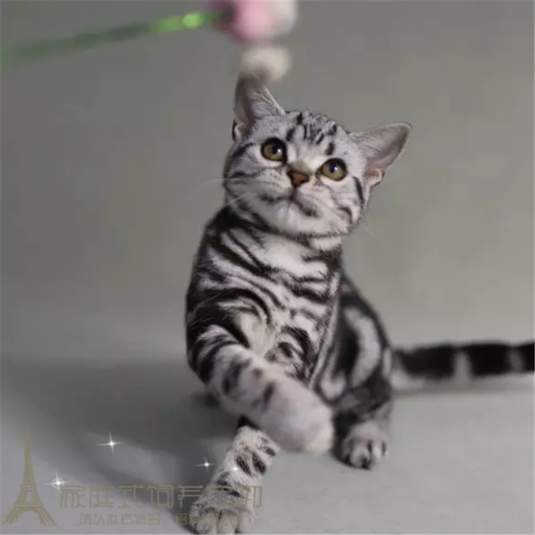 美国短毛猫美短加白起司猫美短虎斑加白猫纯种家养猫宠物猫活体w