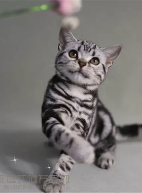 虎斑纯种活体美国短毛猫